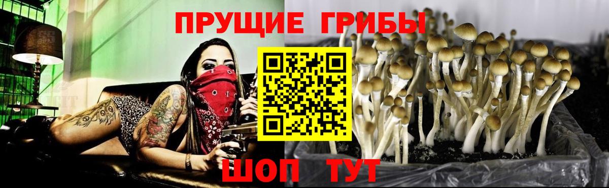 Галлюциногенные грибы Psilocybine cubensis Гурьевск